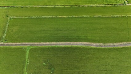 Wall Mural - Green rice Fileds aerial view Thailand countryside	