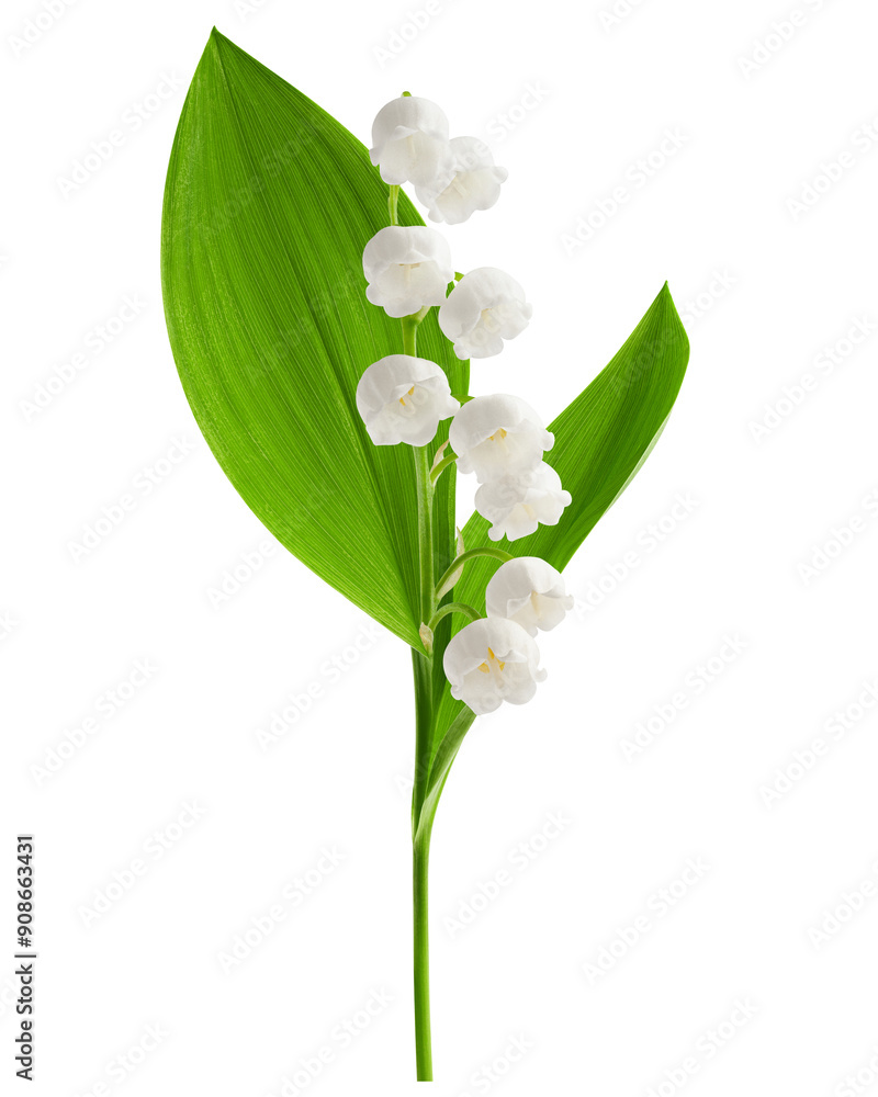 Lily of the valley isolated on white background, full depth of field ...