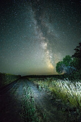 Night sky , milky way , blue night sky . Forest and stars . Sunflowers at night , Stars over the sunflowers , summer night . Sunflowers field with sky and stars . Long night . Landscape with milky way