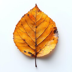 Wall Mural - Dried up fall leaf isolated on white background with shadow. Orange autumn leaf top view