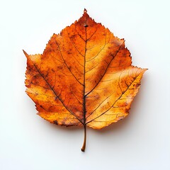 Wall Mural - Dried up fall leaf isolated on white background with shadow. Orange autumn leaf top view