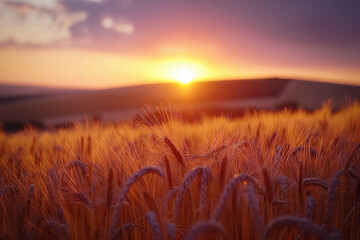 Poster - Maize field sunset