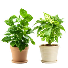 outdoor crop plants on a pot isolated on transparent background