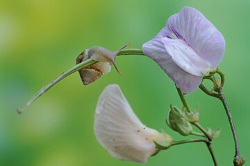 A small snail is eating a wild bean flower. This mollusk likes to eat flowers, fruits and young leaves.