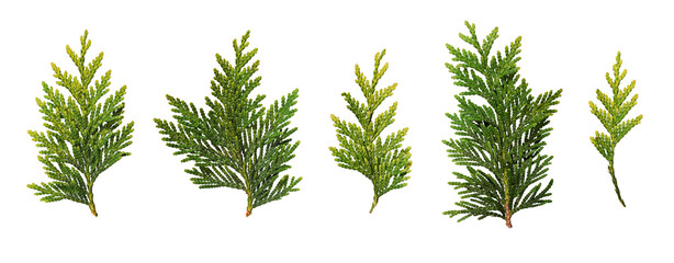 Wall Mural - set of fresh green thuja branches isolated on white background. design element for creating christma