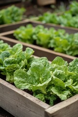 Wall Mural - A row of leafy greens are growing in wooden planters