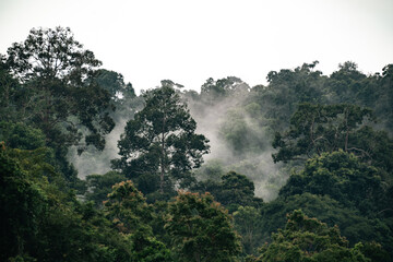 Wall Mural - misty mountain forest landscape: rain and fog embrace nature's green environment, journey through ju