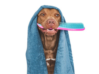 Wall Mural - Cute brown dog, blue towel and hairbrush