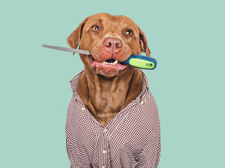 Wall Mural - Cute brown dog, work shirt and file