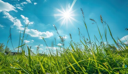 Poster - Sunny Day in Green Meadows