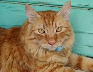 Wall Mural - Portrait of beautiful ginger cat in the garden. Red cat. Red-headed cat. Portrait of looking ginger cat with yellow eyes