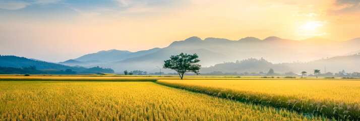 Wall Mural - Rice fields at sunset, paddy fields panorama rice banner background template.