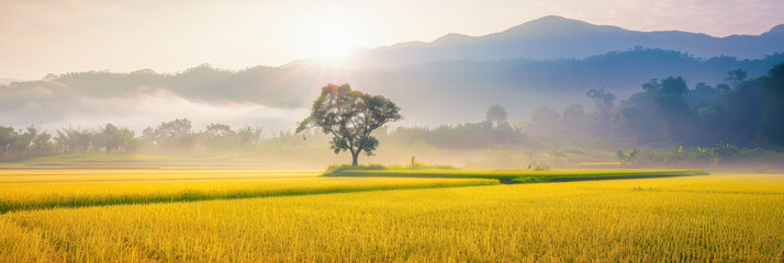 Poster - Rice fields at sunset, paddy fields panorama rice banner background template.