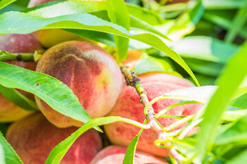 Juicy peaches hang from a sundrenched tree branch in a lush orchard, exuding freshness