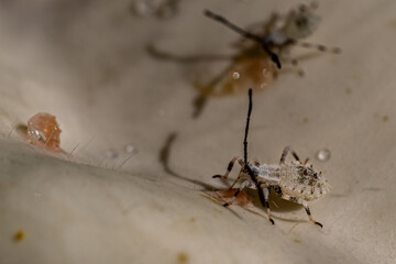 Wall Mural - ant on wood