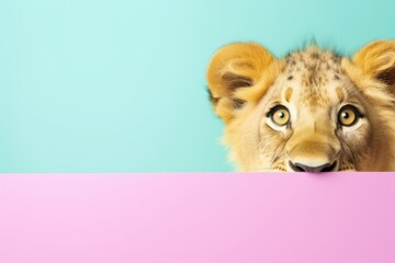 Wall Mural - Creative photos of an animal with a hat and colored background to celebrate birthdays