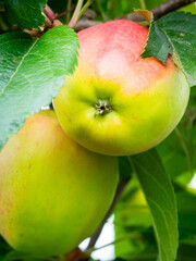 Wall Mural - Fresh apples on the tree in the apple orchard.