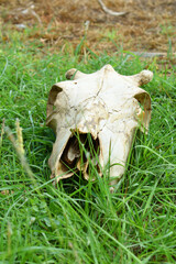 A dried-up white animal skull without horns and empty eye sockets in the grass. cow skull lying on the ground against the grass. Bone texture. Death of animals remain, Skull of a bull or cow animal,  