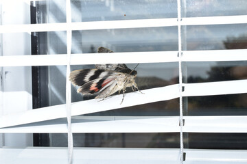 Wall Mural - A moth from the family Erebidae, Catocala sponsa, sits on the glass of a window frame.