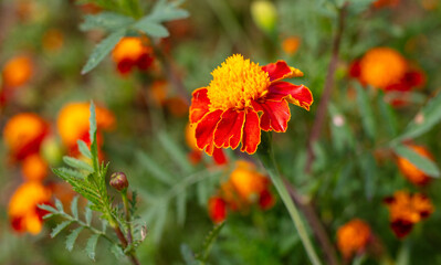 Wall Mural - Small-flowered marigolds grow in nature