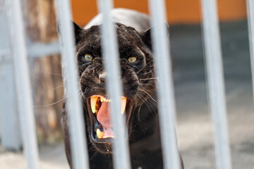 Poster - Portrait of a jaguar in the zoo