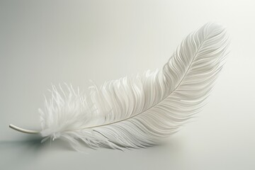 Wall Mural - A single white feather lying flat on a table