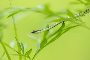 Close up snake head on green tree background.Dangerous and poisonous animals concept.