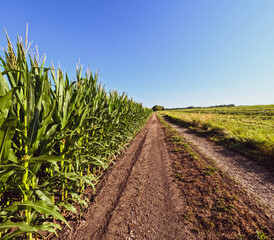 Sticker - Rural farm scene with a long dirt road running along a large agricultural cornfield. Clear blue morning sky. Captured in early July in the Midwest, USA.