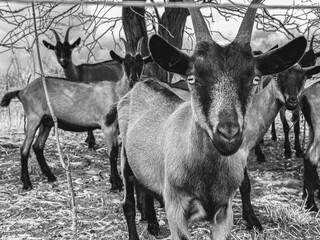 Black and white photo of Brown and black goats with big eyes in the pasture in the Slovakia, group of animals, looking to camera, in the summer