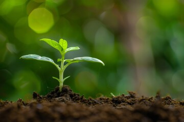 Close-up of young plant sprout emerging from the soil on blurred nature background with copy space, environment friendly concept. Generative AI