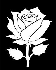 Wall Mural - white graphic linear drawing of rose flower on black background, design