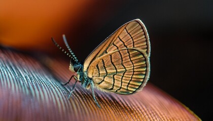 Wall Mural - close up butterfly