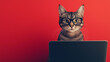 © iamfrk7 - Cute cat or Kitten Wearing Glasses Using Laptop with Red Background for Technology and Pet-Themed Advertising or Education Concepts