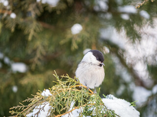 Wall Mural - Cute bird the willow tit, song bird sitting on the fir branch with snow in winter