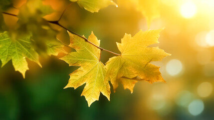 Wall Mural - A tree branch with yellow leaves is in the sunlight.