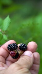 Wall Mural - Closeup, male hands touching wild blackberries outdoors