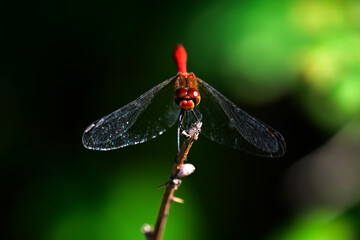 Poster - Blutrote Heidelibelle - Männchen // Ruddy darter - male (Sympetrum sanguineum)