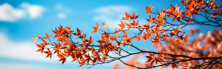 Wall Mural - A tree with red leaves is in front of a blue sky