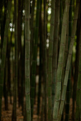 Bamboo forest, tree, bamboo, nature, green, wood, trees, woods, plant, spring, landscape, sun, environment, summer, natural, season, branch, autumn, light, park, pattern, fog
