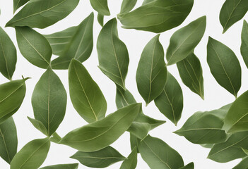 Wall Mural - Et of healthy herbs elements Fresh bay leaf isolated on transparent background