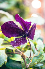 Canvas Print - Blooming purple clematis flower in the morning dew drops