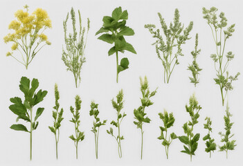 Set of healthy herbs elements Fresh agrimony isolated on transparent background