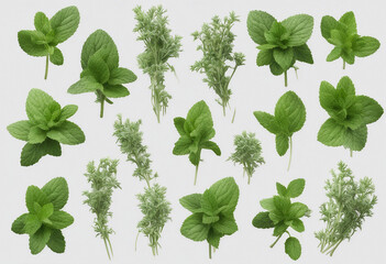 Wall Mural - Set of healthy herbs elements Fresh peppermint isolated on transparent background