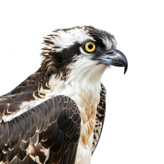 Wall Mural - a sharp-eyed osprey isolated on a white background, looking sideways