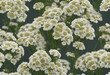 © FrameFinesse - Summer season flowers bouquet made with Yarrow isolated on transparent background