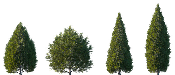Wall Mural - set of 4 thuja occidentalis (known as northern white-cedar, eastern white-cedar, arborvitae) frontal