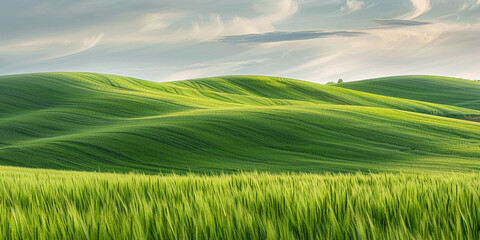 Green rolling hills, wheat fields, beautiful landscape