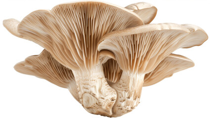 Wall Mural - A whole oyster mushroom isolated on white