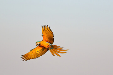 Wall Mural - Beautiful Blue and Gold Macaw parrot flying in the sky. Free flying bird