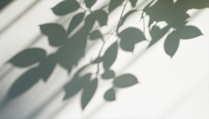 Leaves and window pane shadow overlay effect on white background; natural light; abstract image concept